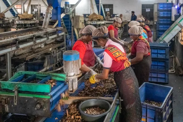 Cashew processing and sorting in India